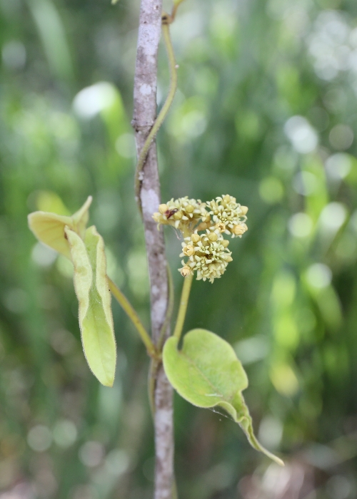 North Queensland Plants Apocynaceae
